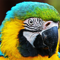 Buy canvas prints of Magnificent Macaw by Rachel & Martin Pics