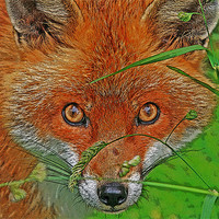 Buy canvas prints of Fox in the grass by Rachel & Martin Pics