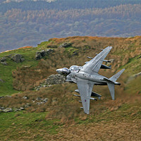 Buy canvas prints of Harrier low level by Rachel & Martin Pics