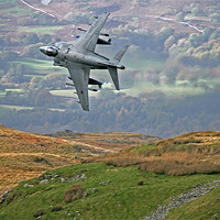 Buy canvas prints of Low level harrier by Rachel & Martin Pics