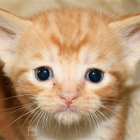 Buy canvas prints of Cute Ginger kitten by Rachel & Martin Pics