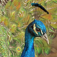 Buy canvas prints of Peacock by Rachel & Martin Pics