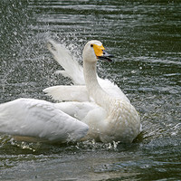 Buy canvas prints of Splashing swan by Rachel & Martin Pics