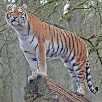Buy canvas prints of Tiger by Rachel & Martin Pics