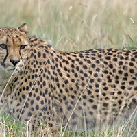 Buy canvas prints of Cheetah in the Grass by Rachel & Martin Pics