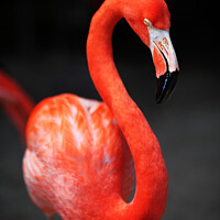 Buy canvas prints of Flamingo by Keith Campbell