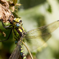 Buy canvas prints of Dragonfly by Keith Campbell