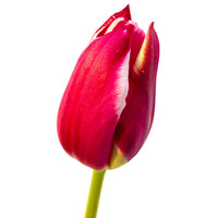 Buy canvas prints of Tulip by Keith Campbell