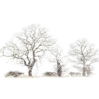Buy canvas prints of Winter trees by Keith Campbell