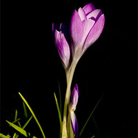 Buy canvas prints of Pink Crocus by Keith Campbell
