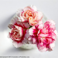 Buy canvas prints of Carnations by Keith Campbell