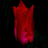 Buy canvas prints of Red Tulip by Keith Campbell