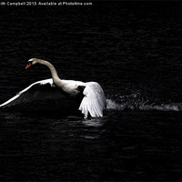 Buy canvas prints of Swan launch by Keith Campbell