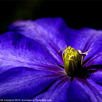 Buy canvas prints of Purple Clematis by Keith Campbell