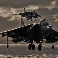 Buy canvas prints of Harrier pair by Keith Campbell