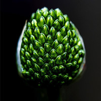 Buy canvas prints of Allium Seed-head by Keith Campbell