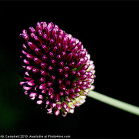 Buy canvas prints of Allium by Keith Campbell