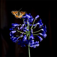 Buy canvas prints of Butterfly on Agapanthus by Keith Campbell