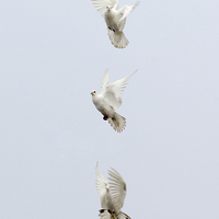 Buy canvas prints of Three Doves by Keith Campbell