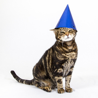Buy canvas prints of Cat in a Hat by Keith Campbell