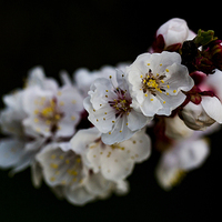 Buy canvas prints of Apricot Blossom by Keith Campbell