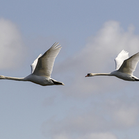 Buy canvas prints of Swan formation. by Keith Campbell