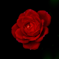 Buy canvas prints of  Red Rose - simplistic love by Keith Campbell