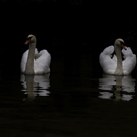 Buy canvas prints of  Swans in Lincoln by Keith Campbell