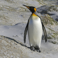 Buy canvas prints of  King Penguin by Keith Campbell