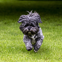Buy canvas prints of Rosie the Shih Tzu running  by Keith Campbell