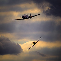 Buy canvas prints of Harvard pair tailchase by Keith Campbell
