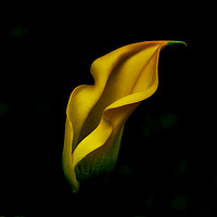 Buy canvas prints of Yellow Lily by Keith Campbell