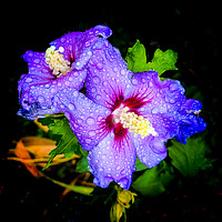 Buy canvas prints of Hibiscus with raindrops by Keith Campbell