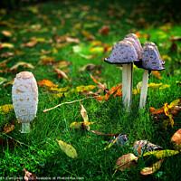 Buy canvas prints of Fungi by Keith Campbell