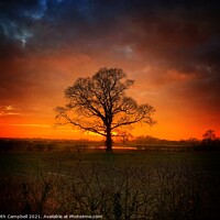 Buy canvas prints of Single Tree at Dusk by Keith Campbell
