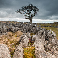 Buy canvas prints of Lone tree and limestone by ANDREW HUDSON