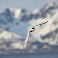 Buy canvas prints of Arctic Tern, Svalbard by chris dobbs