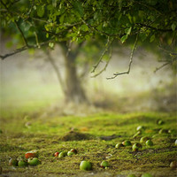 Buy canvas prints of WILD APPLE TREE by simon keeping