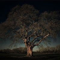 Buy canvas prints of ANCIENT OAK by simon keeping