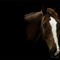 Buy canvas prints of THE STALLION by simon keeping