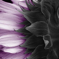 Buy canvas prints of MAUVE SUNFLOWER by simon keeping