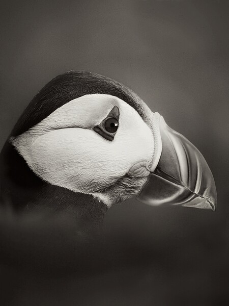 Puffin in  mono Picture Board by JC studios LRPS ARPS