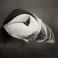 Buy canvas prints of Puffin in  mono by JC studios LRPS ARPS