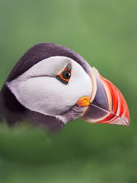 Puffin head. Scotland, sea bird Picture Board by JC studios LRPS ARPS