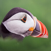 Buy canvas prints of Puffin head. Scotland, sea bird by JC studios LRPS ARPS