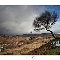Buy canvas prints of Lone birch tree Scottish Highlands by JC studios LRPS ARPS