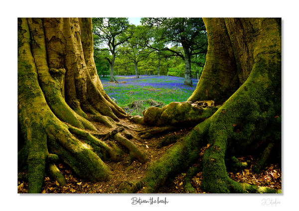 Between the beech Bluebells at dawn Picture Board by JC studios LRPS ARPS
