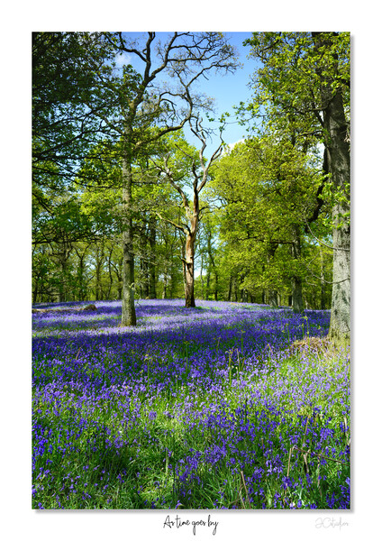 As time goes by  English Bluebells at dawn Picture Board by JC studios LRPS ARPS