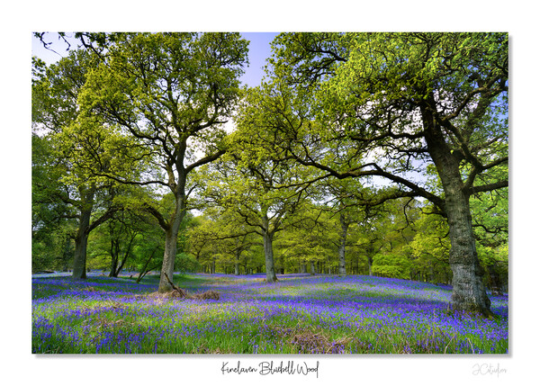Enchanted Bluebell Woodland Picture Board by JC studios LRPS ARPS
