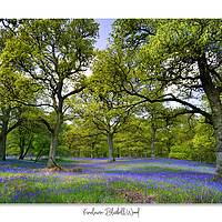 Buy canvas prints of Enchanted Bluebell Woodland by JC studios LRPS ARPS